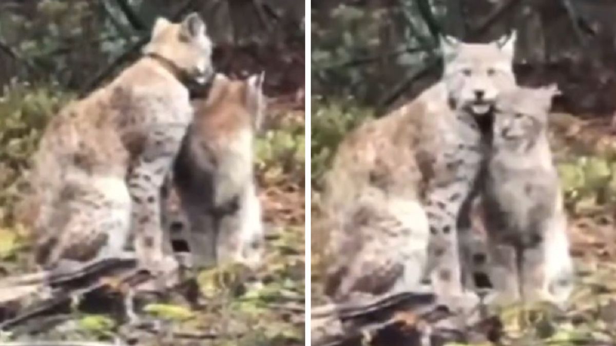 Rysie w Nadleśnictwie Wałcz.