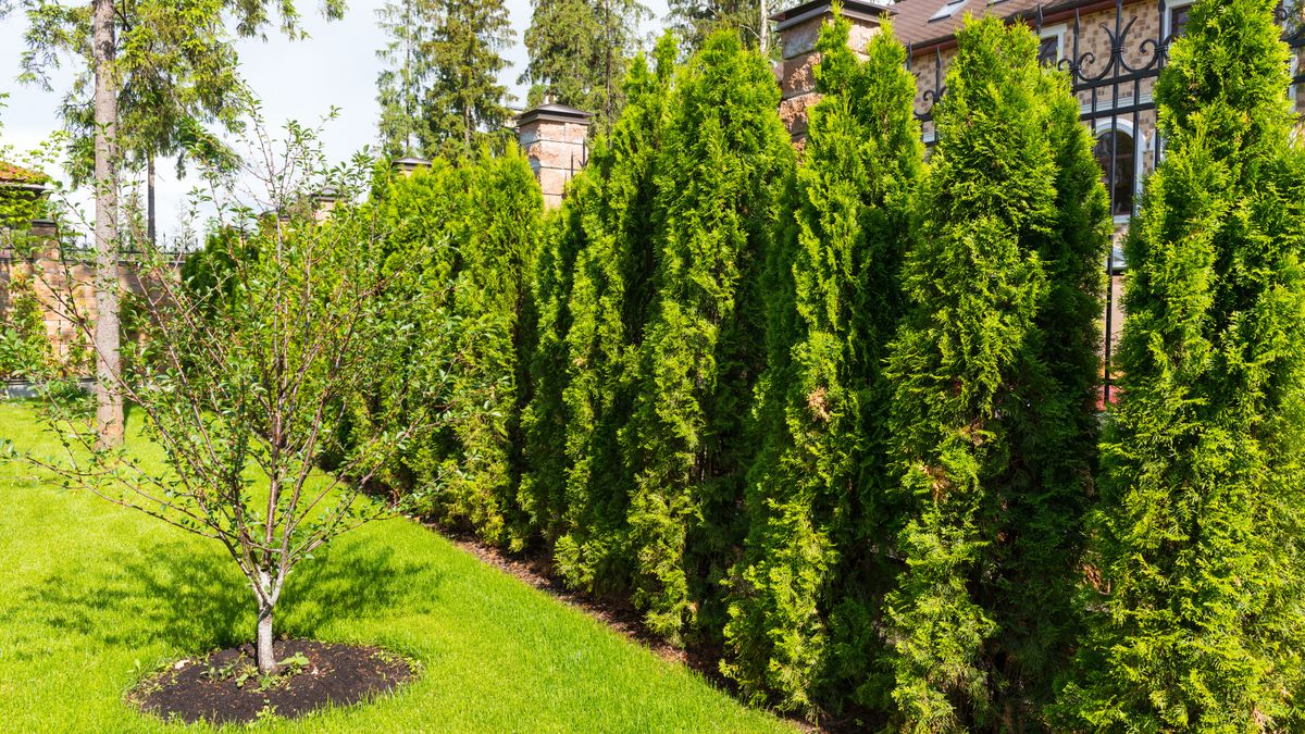 Na to musisz uważać sadząc tuje przy płocie