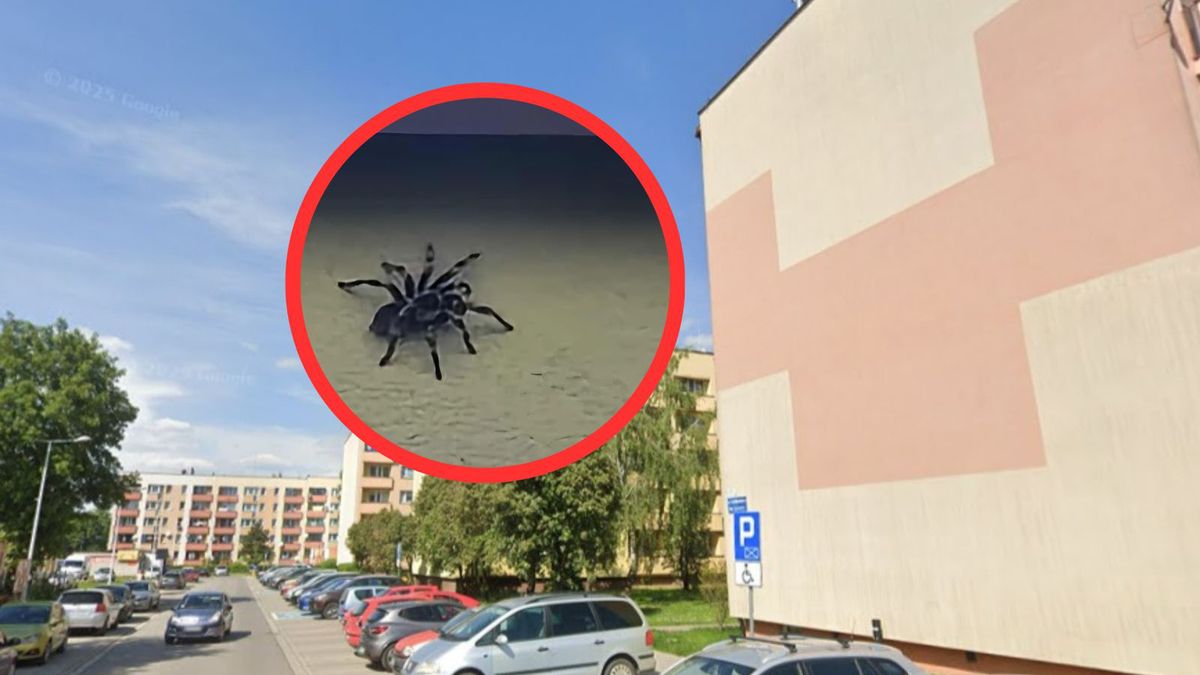 Pająk na elewacji budynku w Brzeszczach