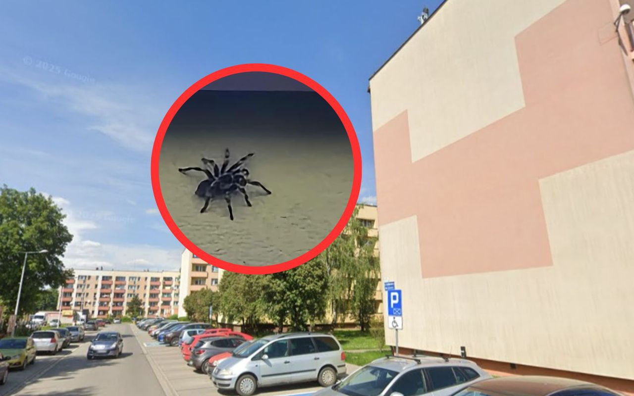 Spacerował po elewacji bloku. Zdjęcie z Brzeszcz