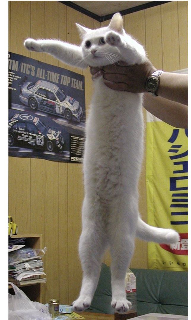 long cat meme