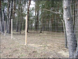 Do Niemiec mógł dotrzeć ASF. Możliwe, że chorobę przeniosły dziki z Polski. Płot na granicy nie pomógł?