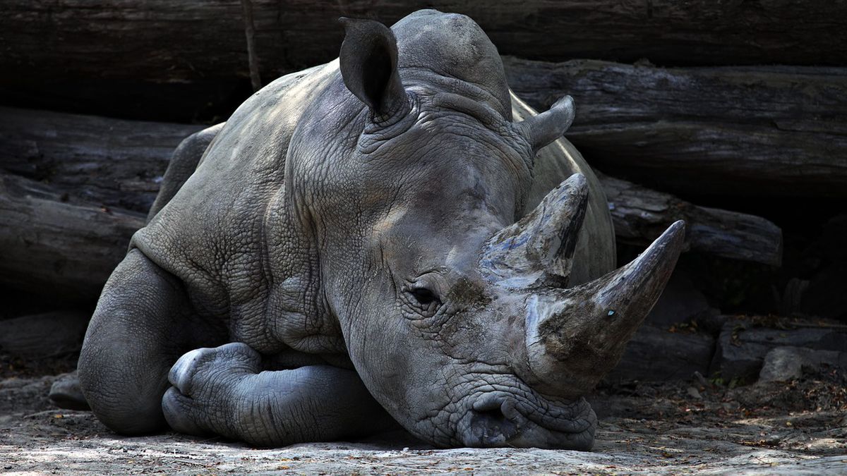 RPA. Udaremniono przemyt rogów nosorożców 