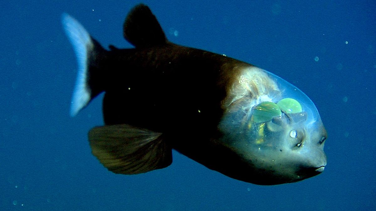 Macropinna microstoma