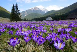 Krokusy w Tatrach. Wiadomo, kiedy będzie najpiękniej w Dolinie Chochołowskiej
