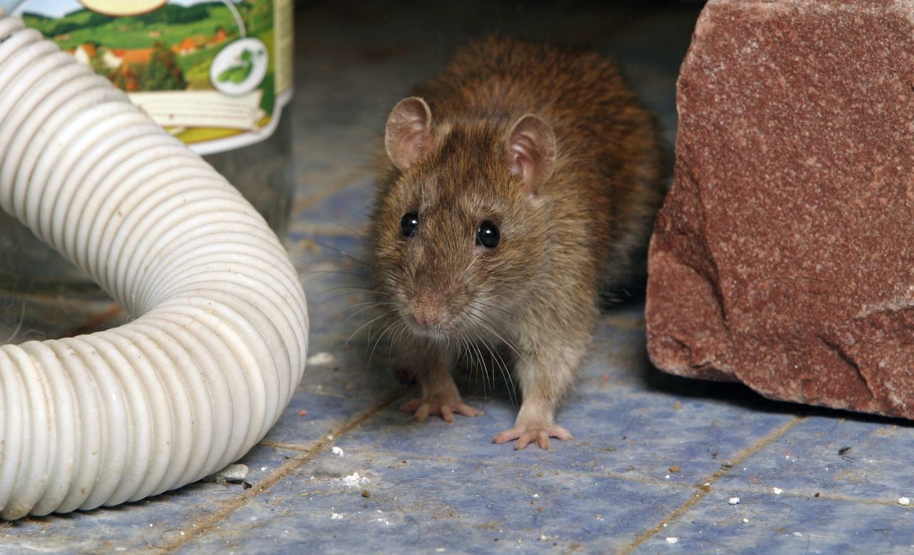 Domowe sposoby na pozbycie się myszy