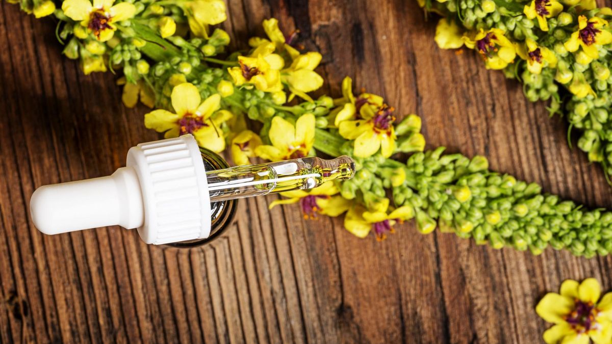 Zdjęcie przedstawia kwiaty dziewanny