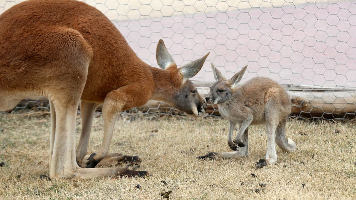 Animals Enjoy Spring Sunshine In Nantong Zoo
NANTONG, CHINA - FEBRUARY 21: A kangaroo and a joey are seen at Nantong Forest Safari Park on February 21, 2020 in Nantong, Jiangsu Province of China. (Photo by Xu Congjun/VCG via Getty Images)
VCG
china, spring, nantong
