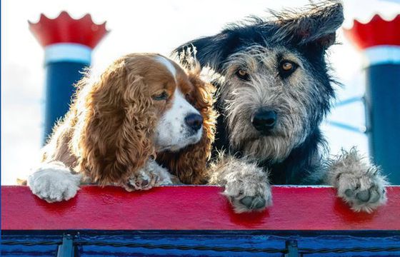 Film "Zakochany kundel" w Disney+. Premiera 12 listopada