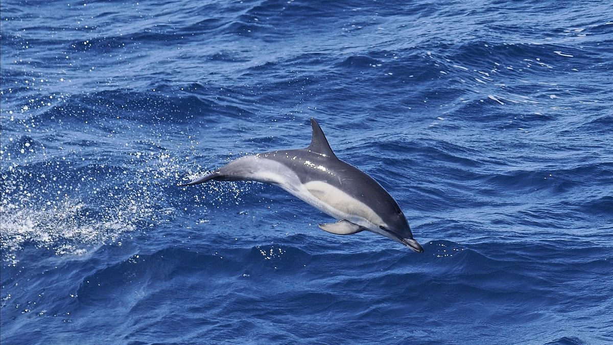 Delfin w Zatoce Biskajskiej 
