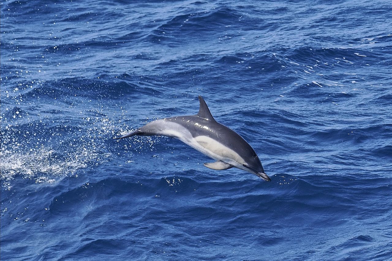 Atlantyckie delfiny żyją coraz krócej. Naukowcy wskazują winnych