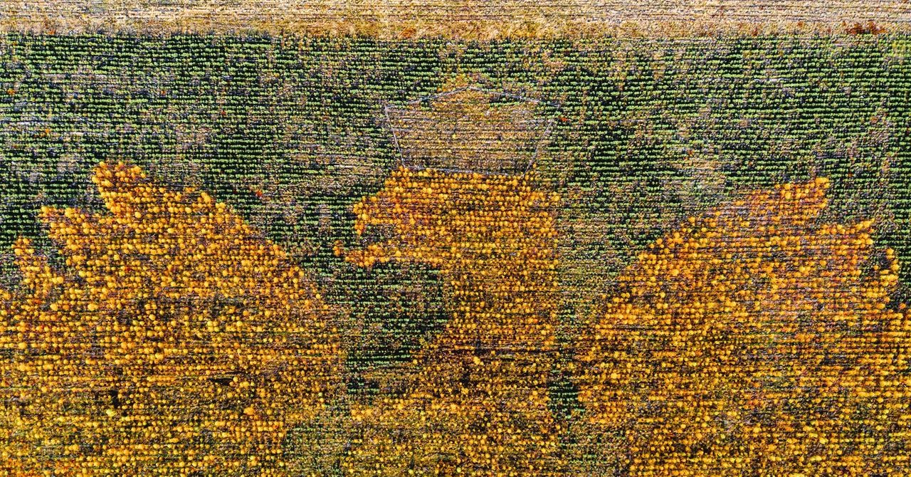 Najbardziej niesamowity las w Polsce. Ma kształt orła białego