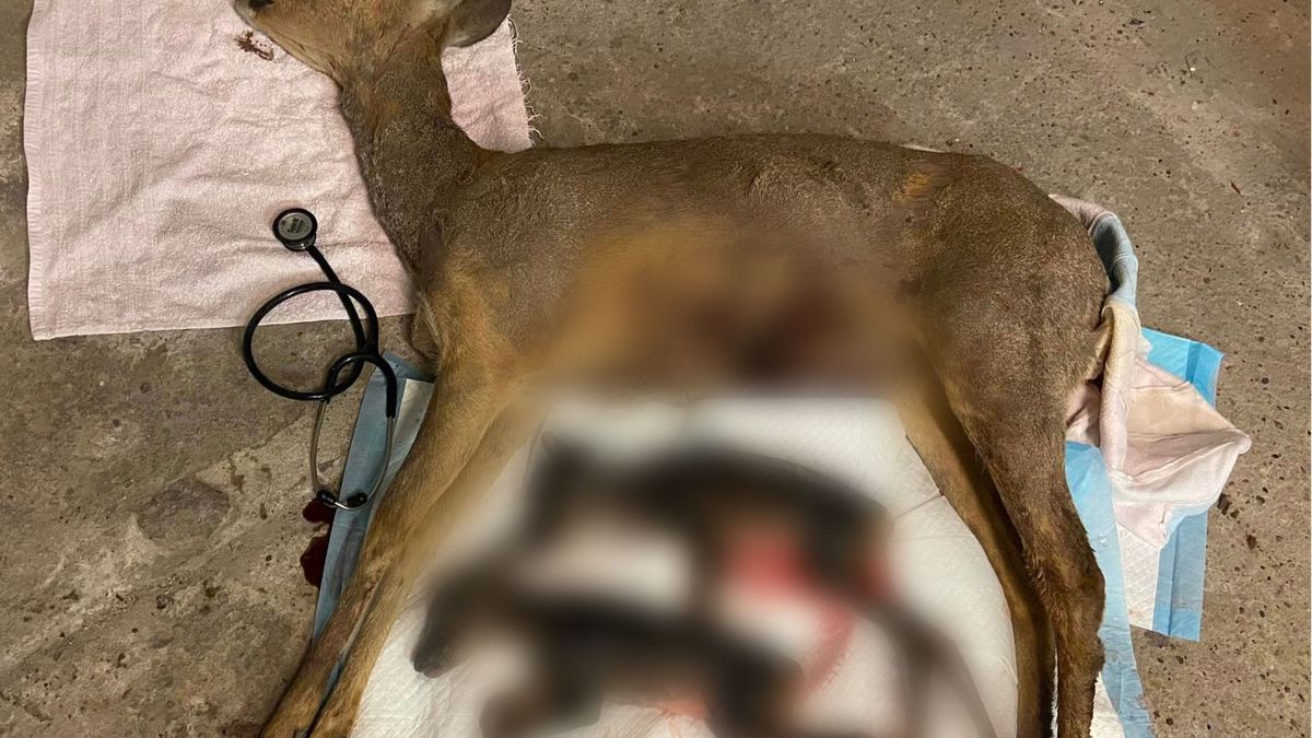 Pies zagryzł sarnę