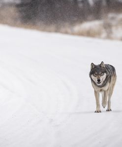 Kolejny wilk martwy. Kierowcy ignorują ograniczenie prędkości