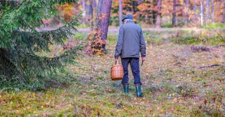 Przepyszny grzyb pojawił się właśnie w polskich lasach. Grzybiarze będą zachwyceni