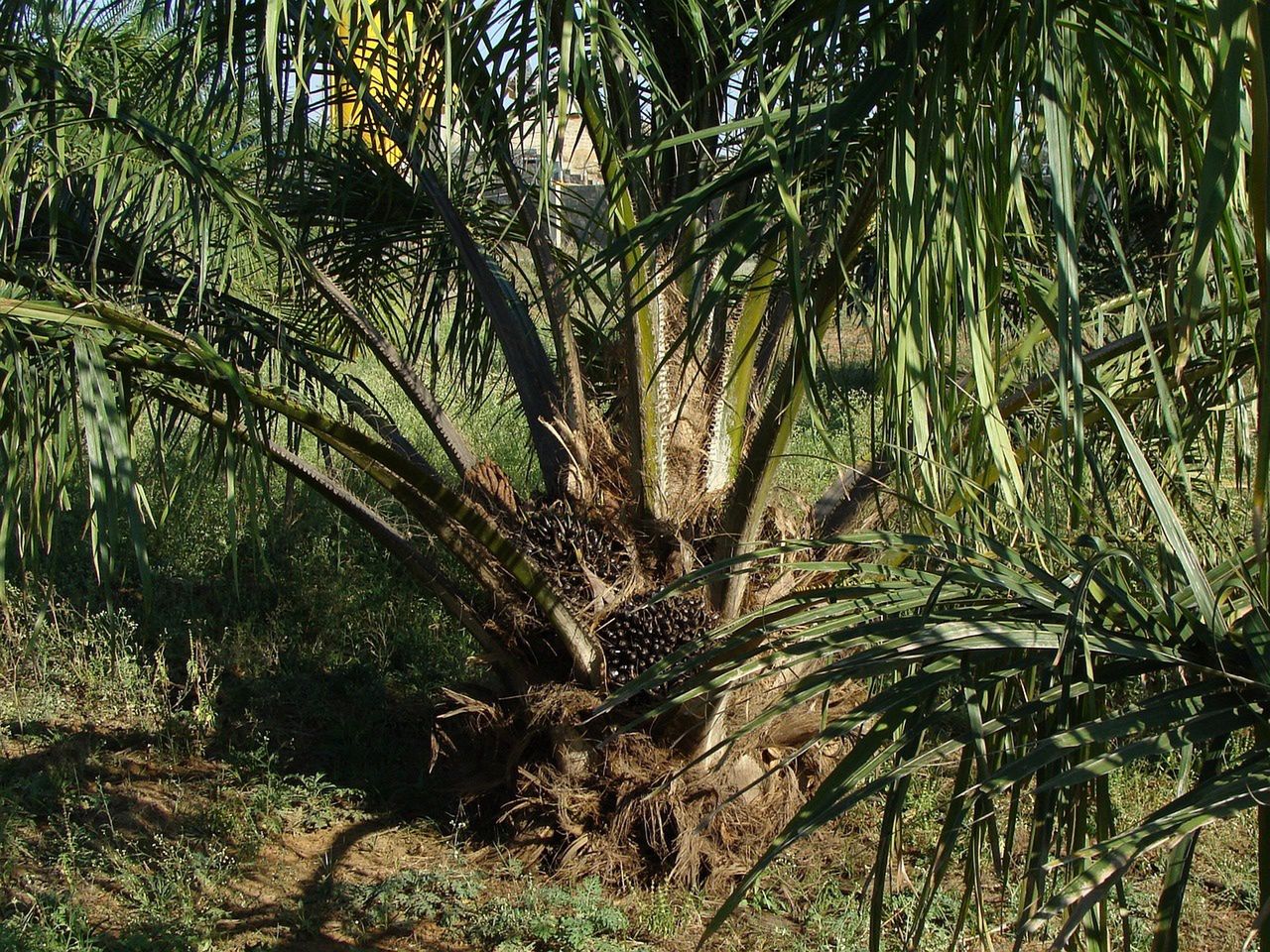 Olej palmowy pozyskiwany jest z olejowca gwinejskiego (Elaeis guineensis) zwanego popularnie palmą oleistą