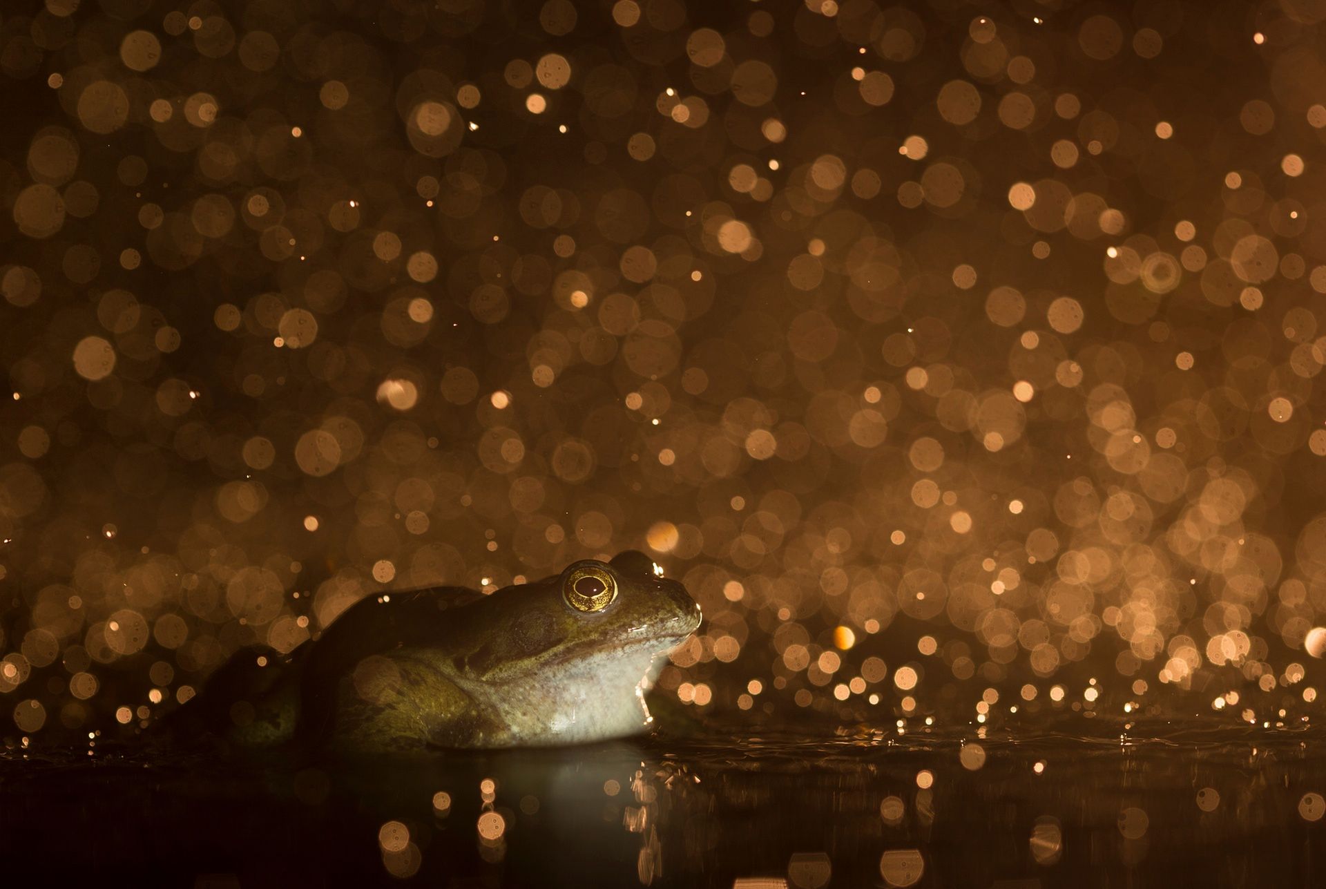 The British Wildlife Photography Awards 2015, czyli fotografia przyrody w najlepszym wydaniu 18