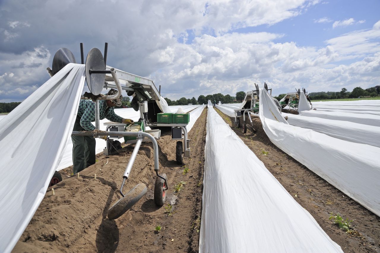 Polaków pilnują ochroniarze. Kwarantanna na niemieckiej farmie szparagów