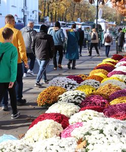 "Ceny wzrosły o 20 proc.". Tyle kosztują chryzantemy w tym roku