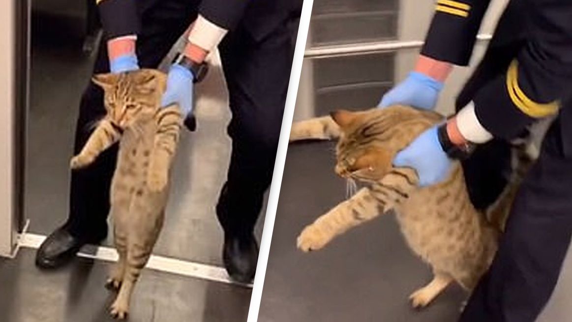 Kot jechał na gapę