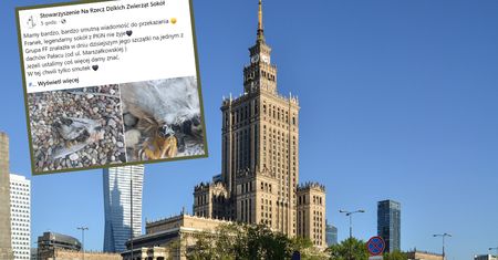 Smutne wieści. Legendarny sokół Franek z Pałacu Kultury i Nauki nie żyje