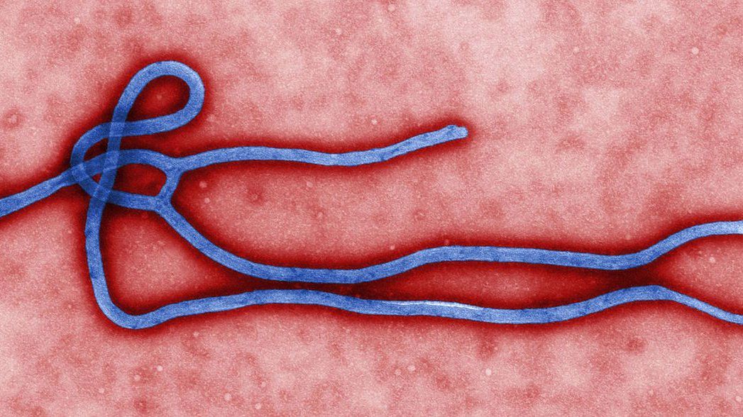 Uczeni odkryli lekarstwo na wirusa Ebola