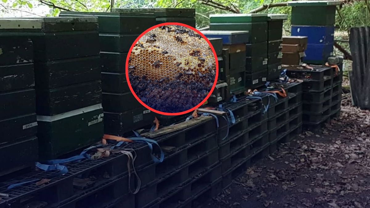 Pół miliona pszczół zginęło w pożarze