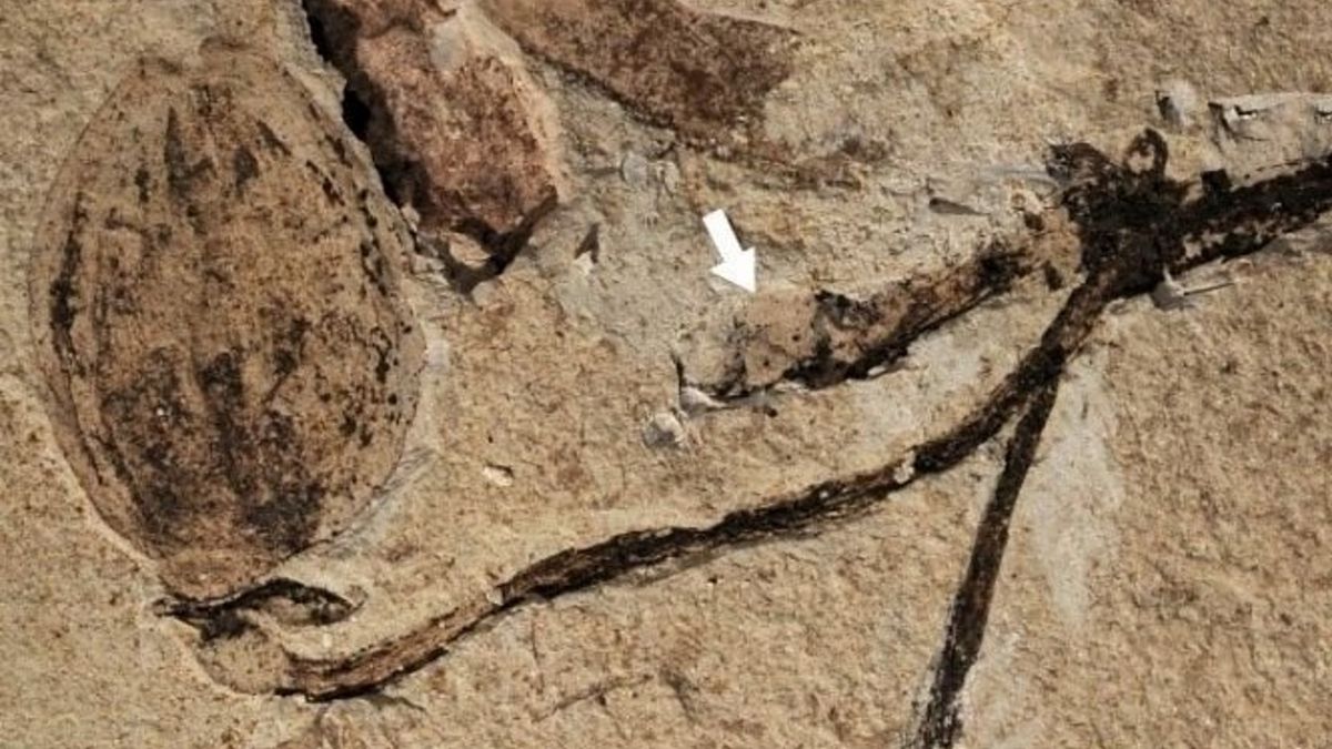 Naukowcy pokazali fotografię skamieliny