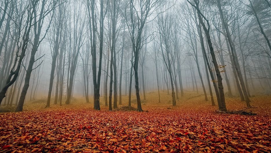 Mazowsze. Zachwycający bukowy dywan na fotografii Kamila Żołądka  Nadleśnictwa Celestynów