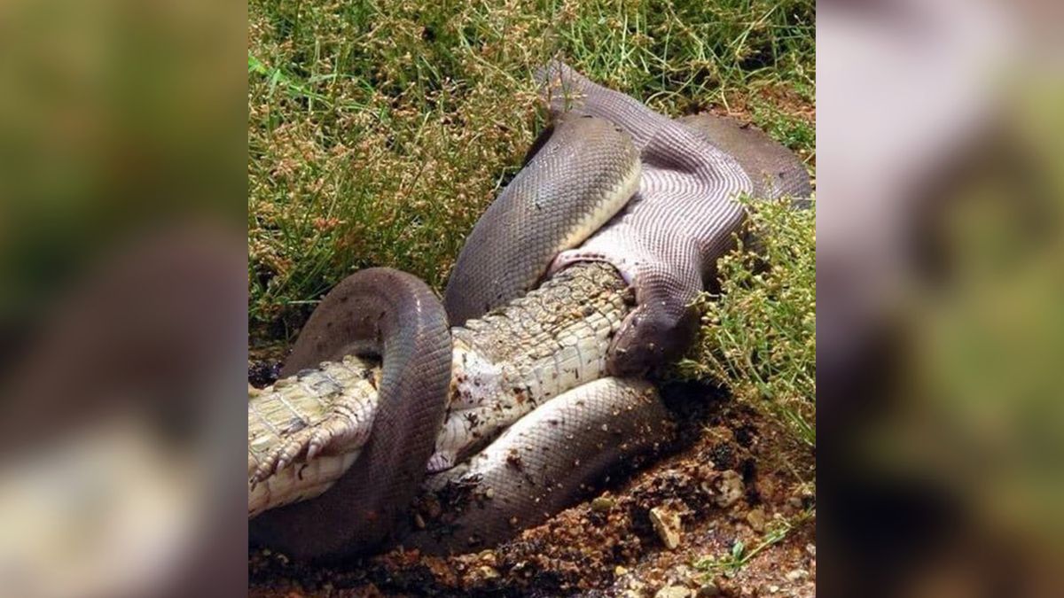 Pyton połknął krokodyla w całości. Fotograf zachował zimną krew 1