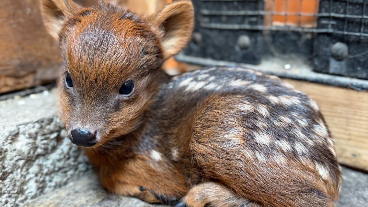 Zoo szuka imienia dla nowo narodzonej samiczki pudu 