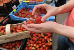 Koniec truskawek? "Ludzie zrobili się wredni"