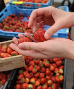 Koniec truskawek? "Ludzie zrobili się wredni"