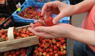 Duże emocje wokół truskawek. Podjadają w trakcie zakupów?