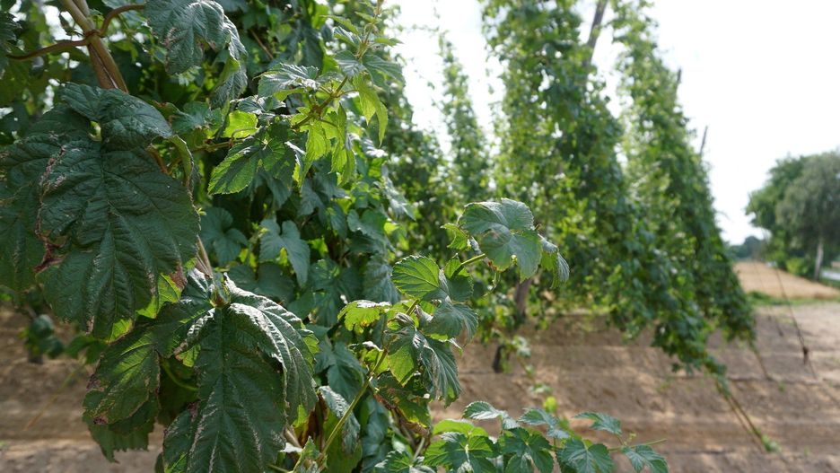 Według danych ARiMR uprawa chmielu zajmowała w 2025 r. w Polsce 1 679,22 ha