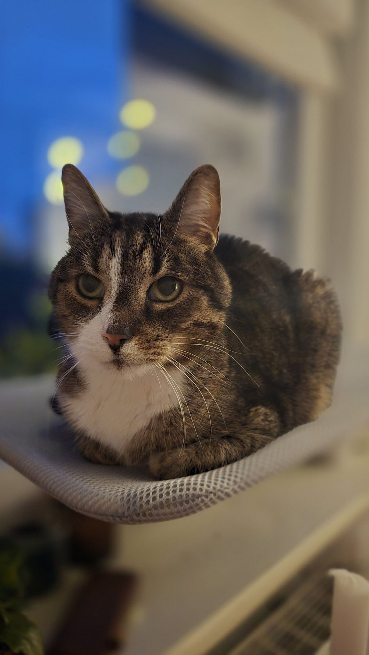 Co koty lubią najbardziej? Odpoczywać!