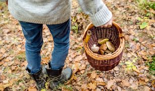 Ekspert ostrzega. W tych miejscach nie zbieraj grzybów