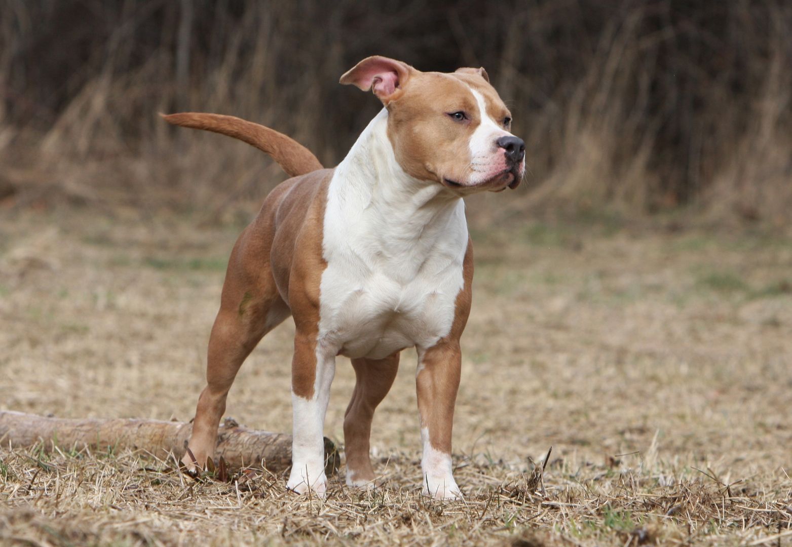 Amstaff pogryzł małego pieska w parku. Dramatyczny apel właścicielki