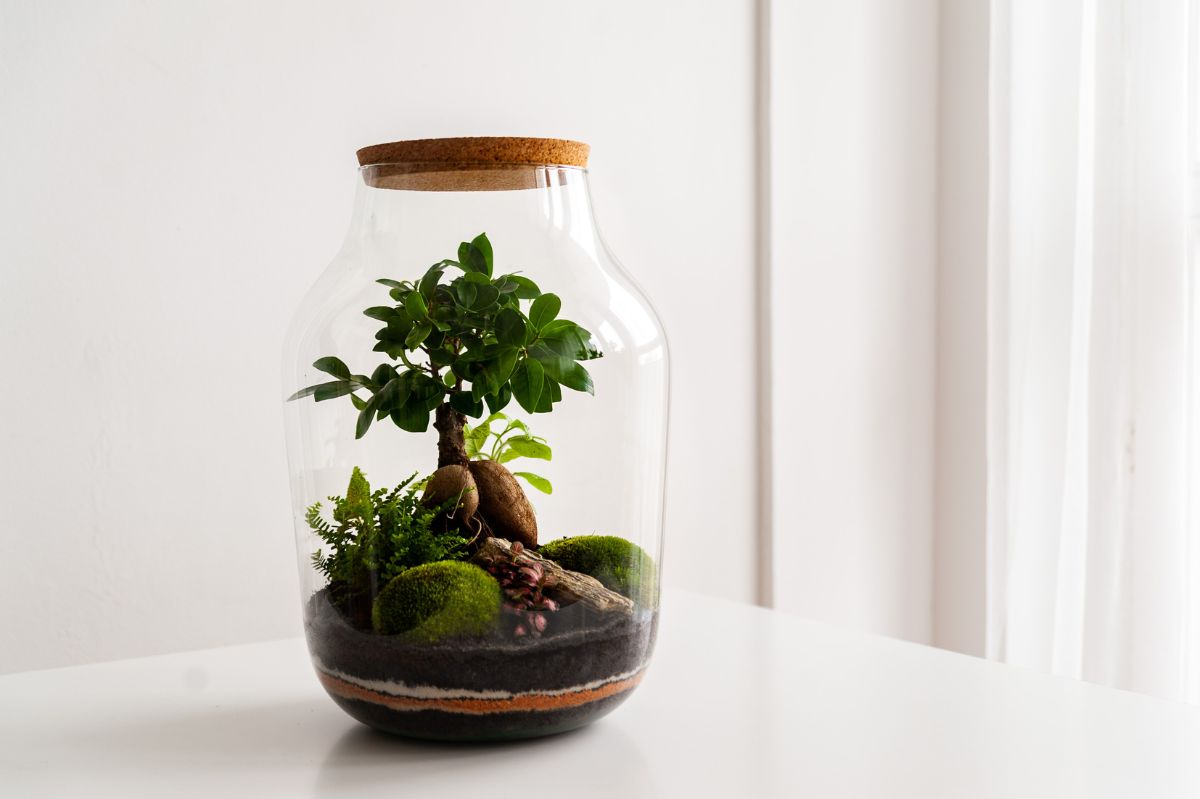 Bringing nature indoors: Your step-by-step guide to creating a captivating forest in a jar