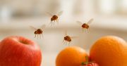 Dlaczego pojawiają się muszki owocówki i jak ich uniknąć