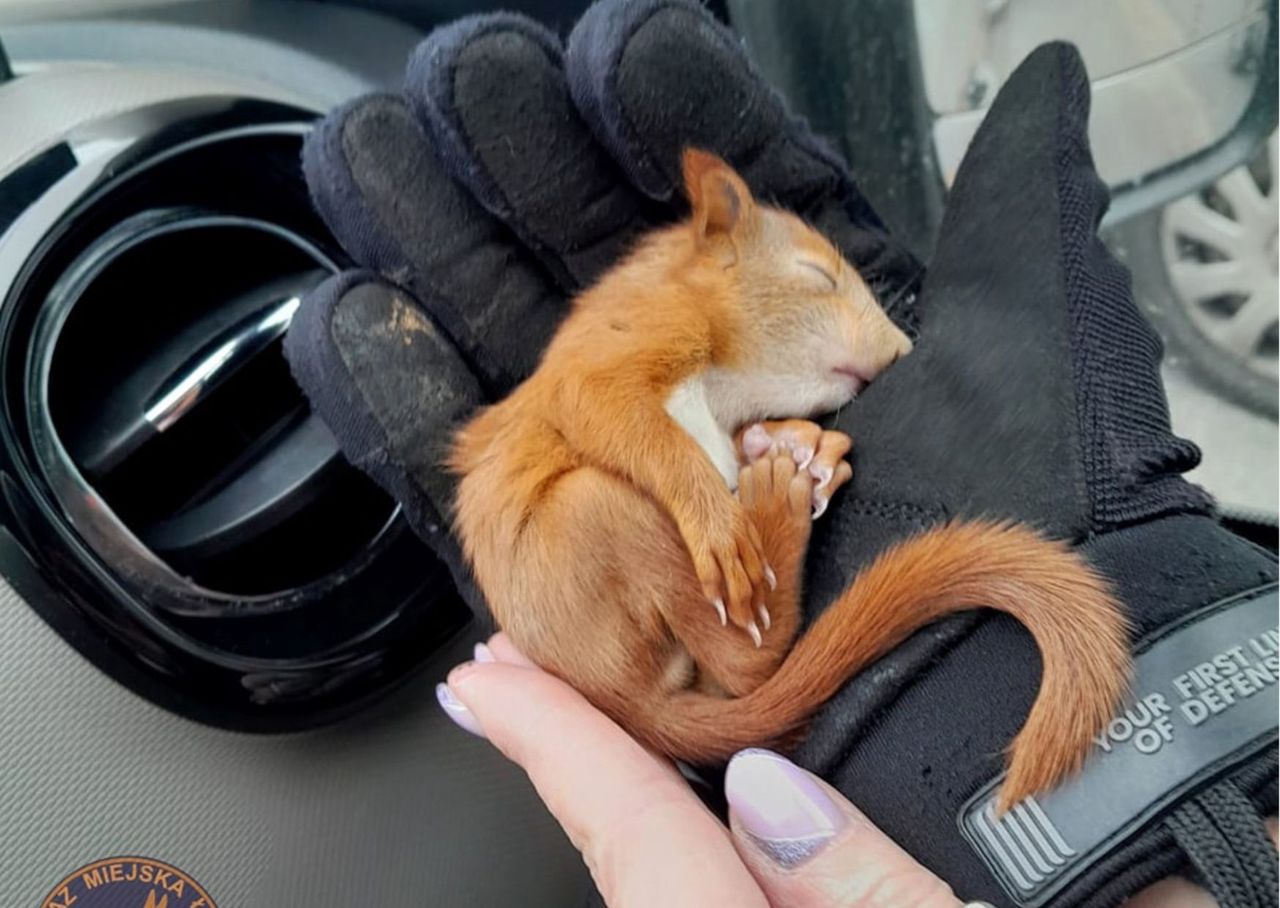 Wiewiórka była tak mała, że mieściła się w dłoni