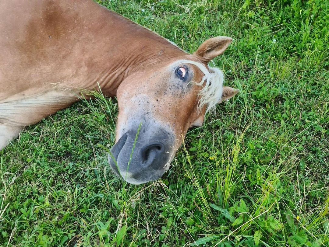 Ekostraż musiała ratować konia Antoniego Gucwińskiego