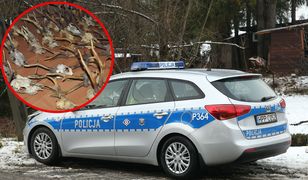 Nielegalny myśliwy. Policjanci nie spodziewali się tego, co zobaczyli