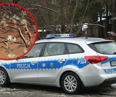 Nielegalny myśliwy. Policjanci nie spodziewali się tego, co zobaczyli