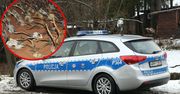 Nielegalny myśliwy. Policjanci nie spodziewali się tego, co zobaczyli