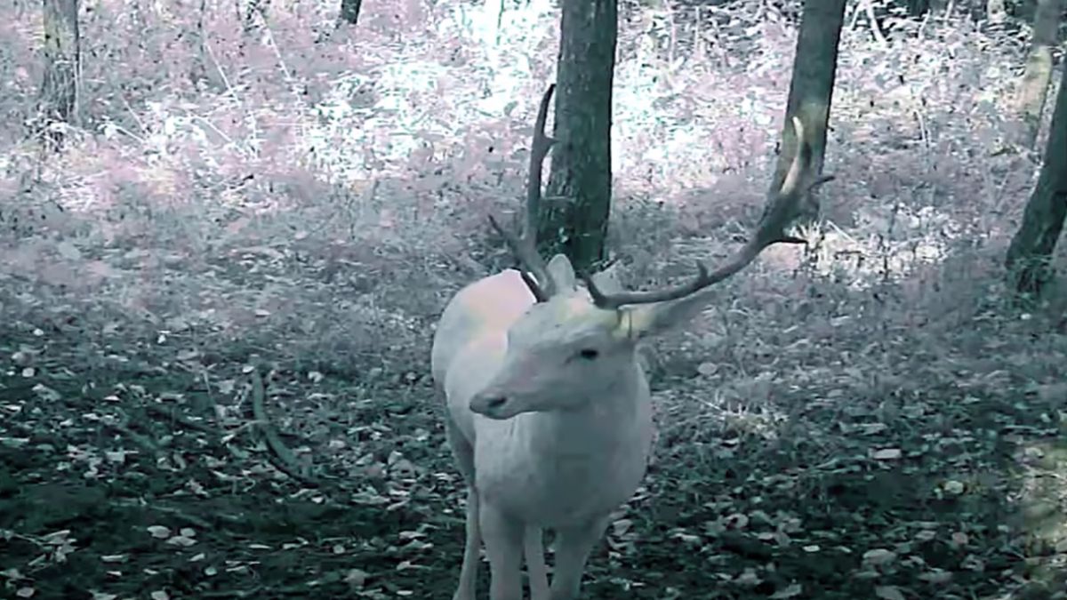 Na filmie z Wielkopolski widać białego daniela