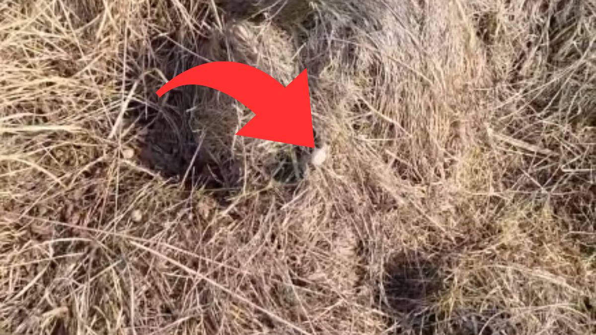 Podzielił się znaleziskami na łące.