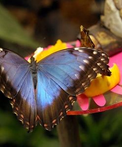 Motyle z Ameryki Południowej w warszawskim zoo