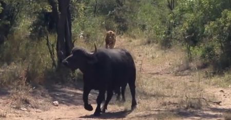 Samica bawoła kontra dwa drapieżniki. Niezwykłe nagranie z safari