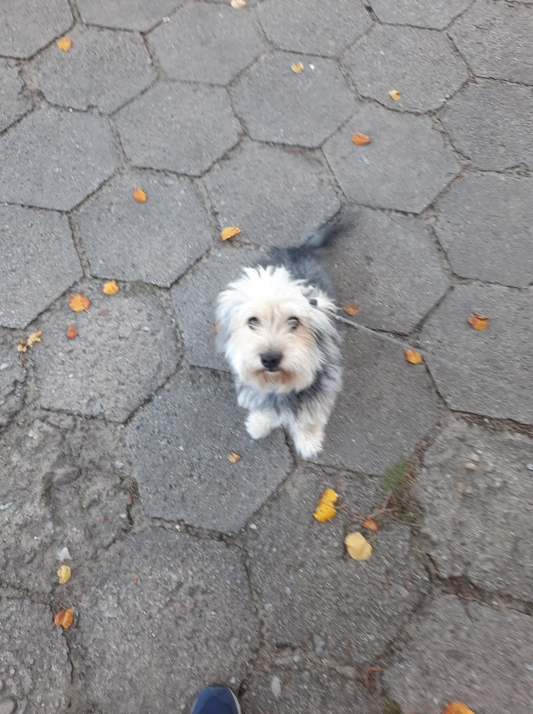 Dzień Kundelka na Pudelku! Nasi czytelnicy dzielą się z nami zdjęciami swoich pupili 